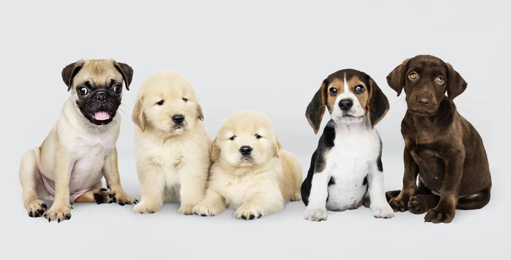 En grupp hundar i olika färger i en vit bakgrund